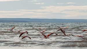 rare birds at larnaca salt lake