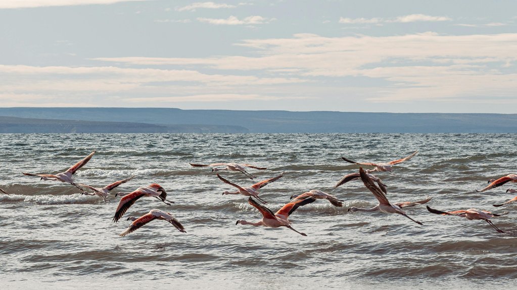 rare birds at larnaca salt lake