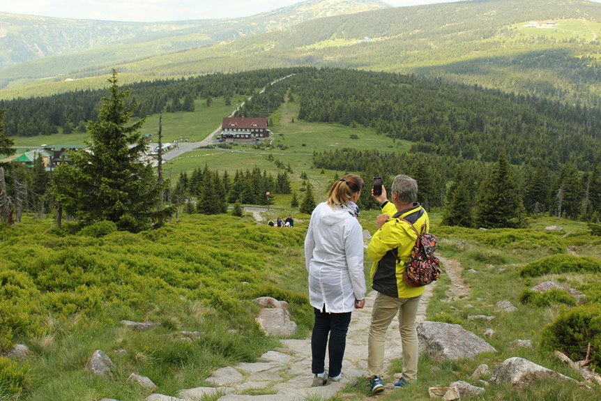 scenic mountain pine forest trails