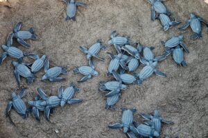 sea turtle nesting beaches near paphos