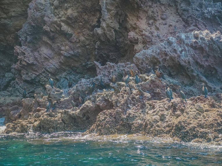 seabirds inhabit akamas coastal cliffs