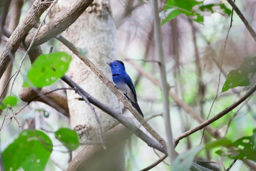 spring birding cyprus mountain paradise