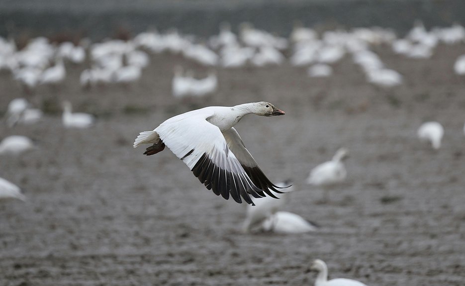 top autumn migration birding destinations