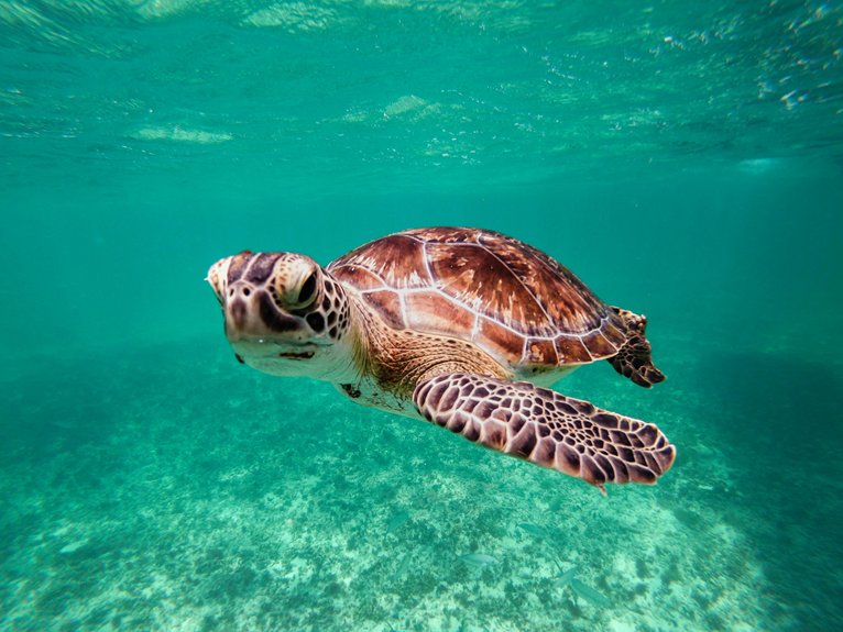 turtle conservation laws akamas peninsula
