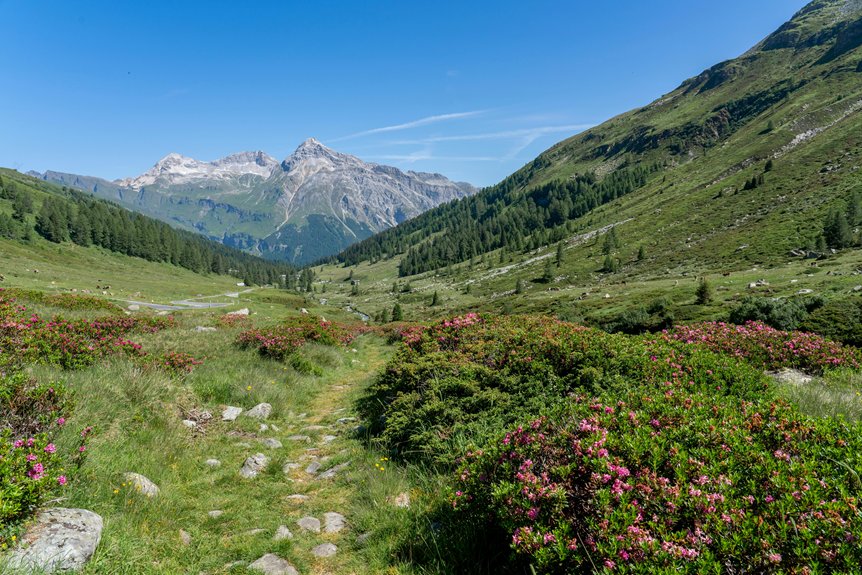 wildflower season persephone trail tips