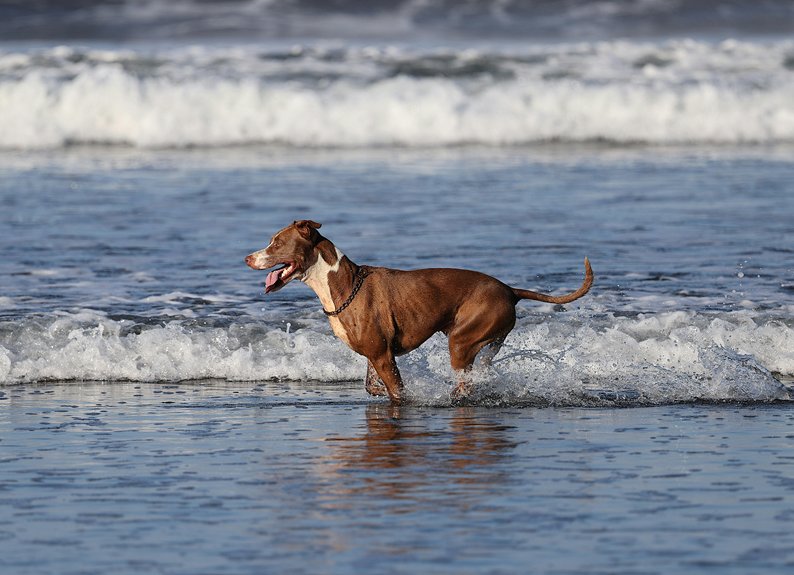 beach wave surf photography