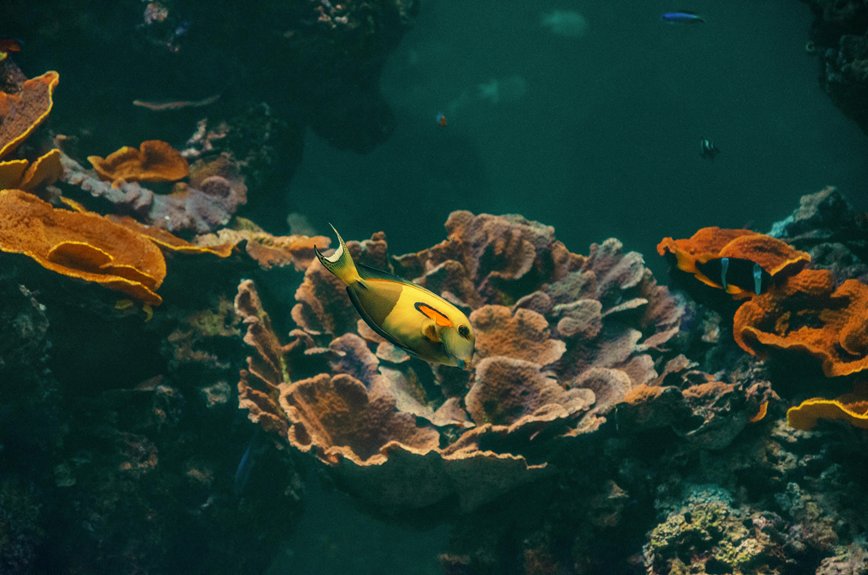coral reef restoration initiatives