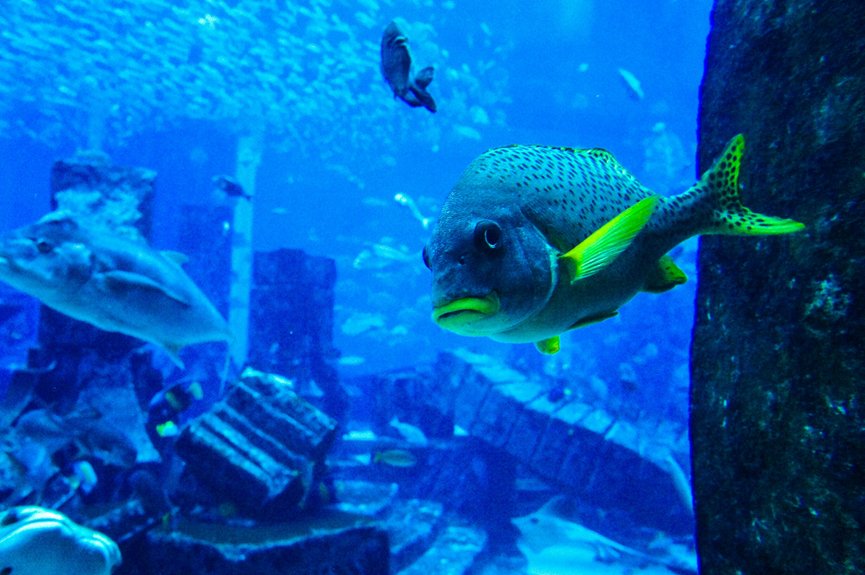 discover colorful underwater ecosystems