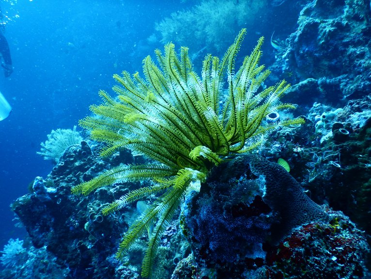 night reef snorkeling tips