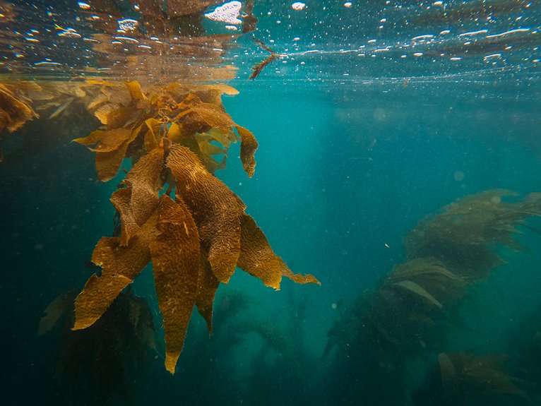 private cove snorkeling tips