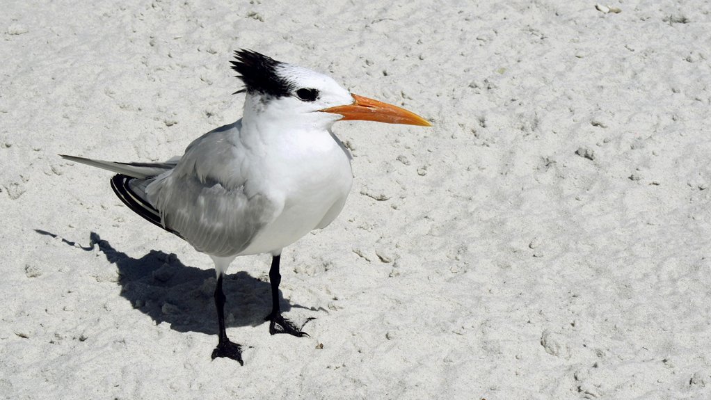 support beach conservation efforts