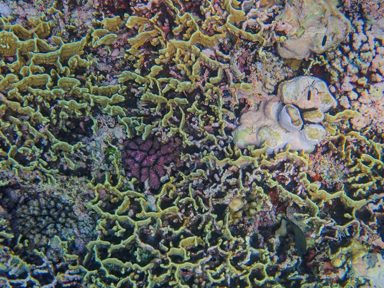 support marine conservation initiatives
