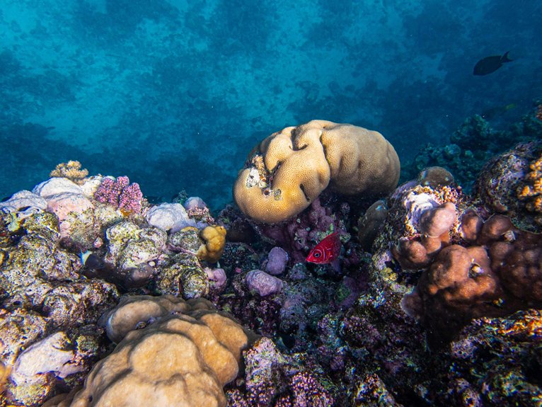 unique reef marine biodiversity