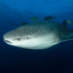 prime clear water snorkeling locations