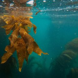 private cove snorkeling tips