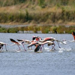 flamingo feeding behaviors at larnaca lake