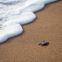 akamas sea turtle nesting season