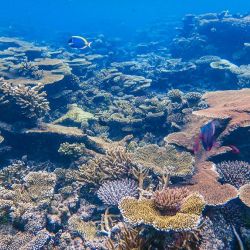 marine parks reef tours