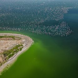 larnaca s flamingo conservation programs