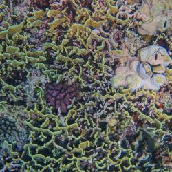 support marine conservation initiatives