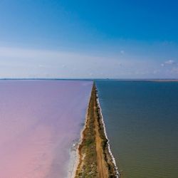 migratory birds flock larnaca salt lake