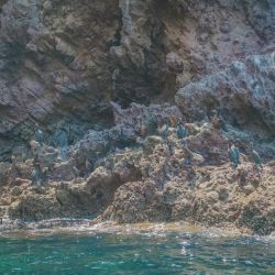 seabirds inhabit akamas coastal cliffs