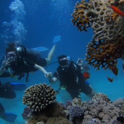 top reef diving certifications