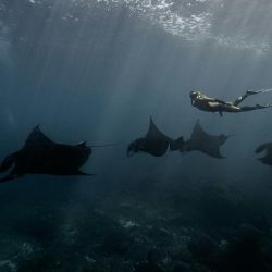 check dive visibility