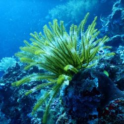 top coral reefs for snorkeling