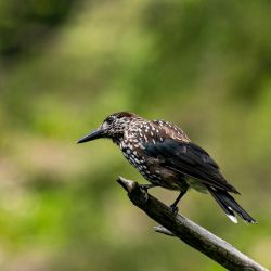 exceptional avian diversity mild winters