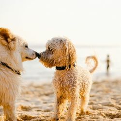 respectful pet behavior guidelines