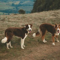 dog friendly mountain hiking