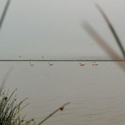 flamingo watching in larnaca