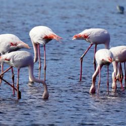 observe breeding greater flamingos larnaca