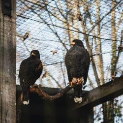 bird watching sites near larnaca