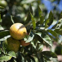 peaceful natural plant filled walks in cyprus