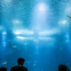 guided marine park dives