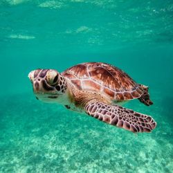 turtle conservation laws akamas peninsula