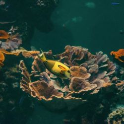 coral reef restoration initiatives