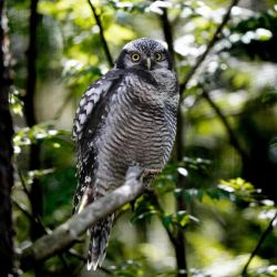 paphos forest owl spotting locations
