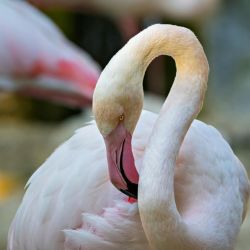 protect flamingos at larnaca