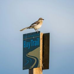 bird species mountain gorge trails