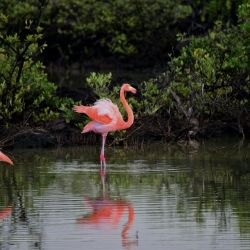 flamingo viewing tips for larnaca salt lake
