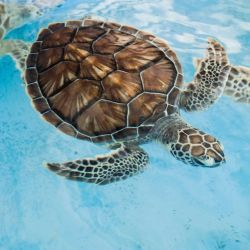 turtle conservation volunteer programs in cyprus