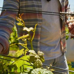 exploring cyprus s indigenous wine varieties