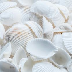 follow beach shell guidelines