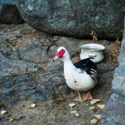 akamas peninsula bird watching tours