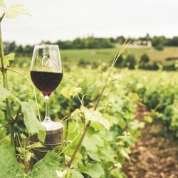 organic vineyards near larnaca